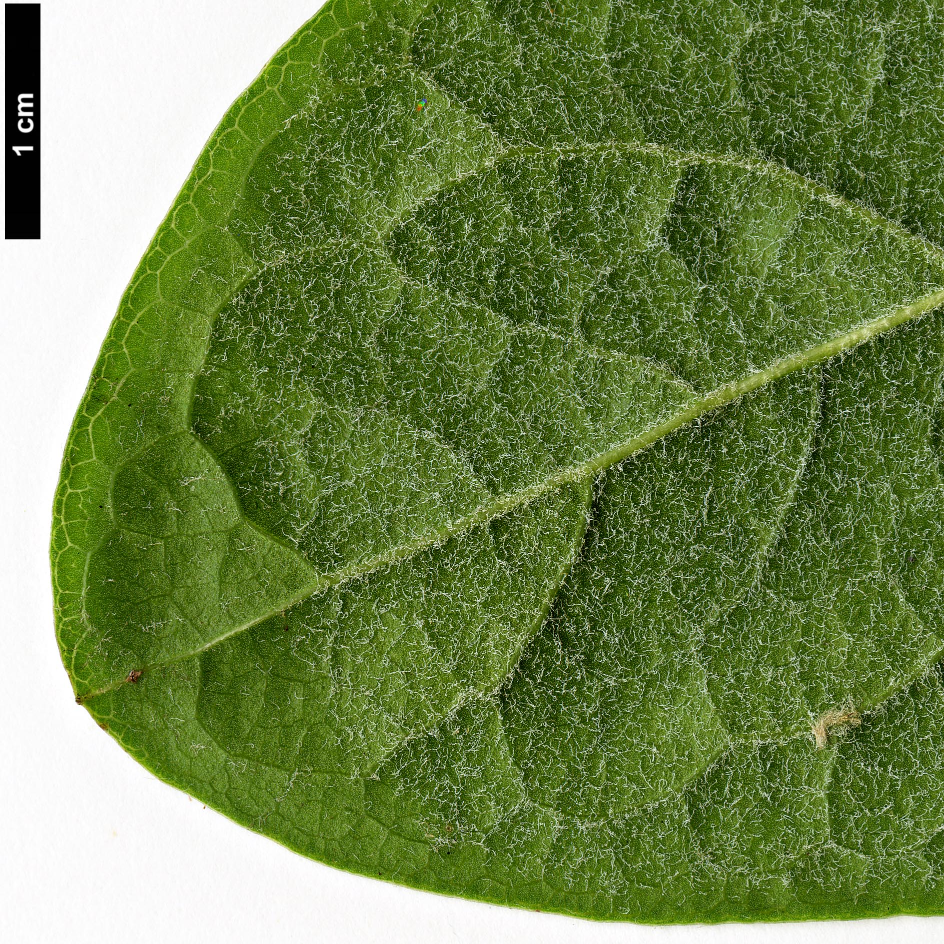 High resolution image: Family: Garryaceae - Genus: Garrya - Taxon: laurifolia - SpeciesSub: var. macrophylla